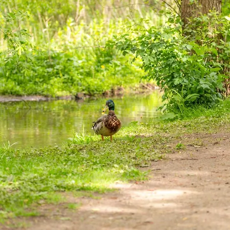 Alte Wassermuehle Hollebek * Bredstedt